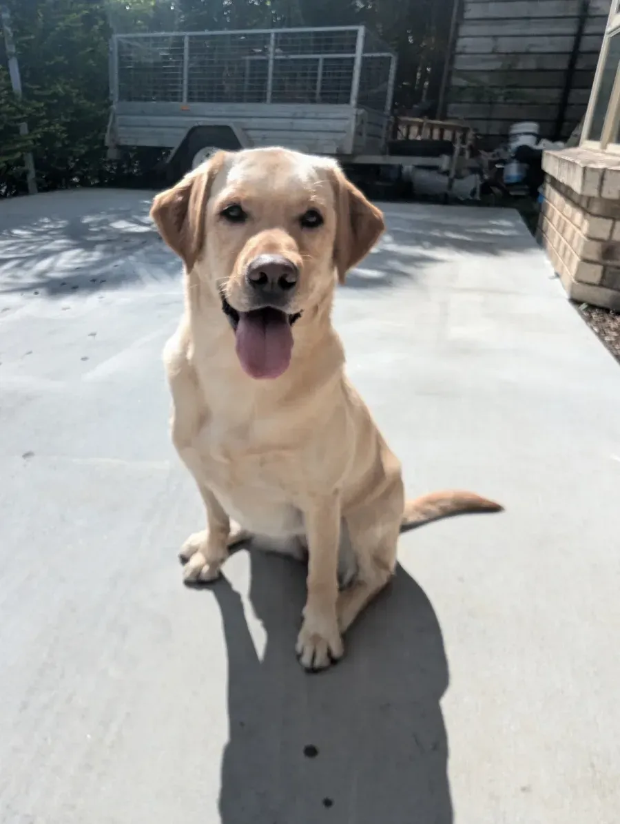 Sadie, a golden Labrador, sitting in the sunshine