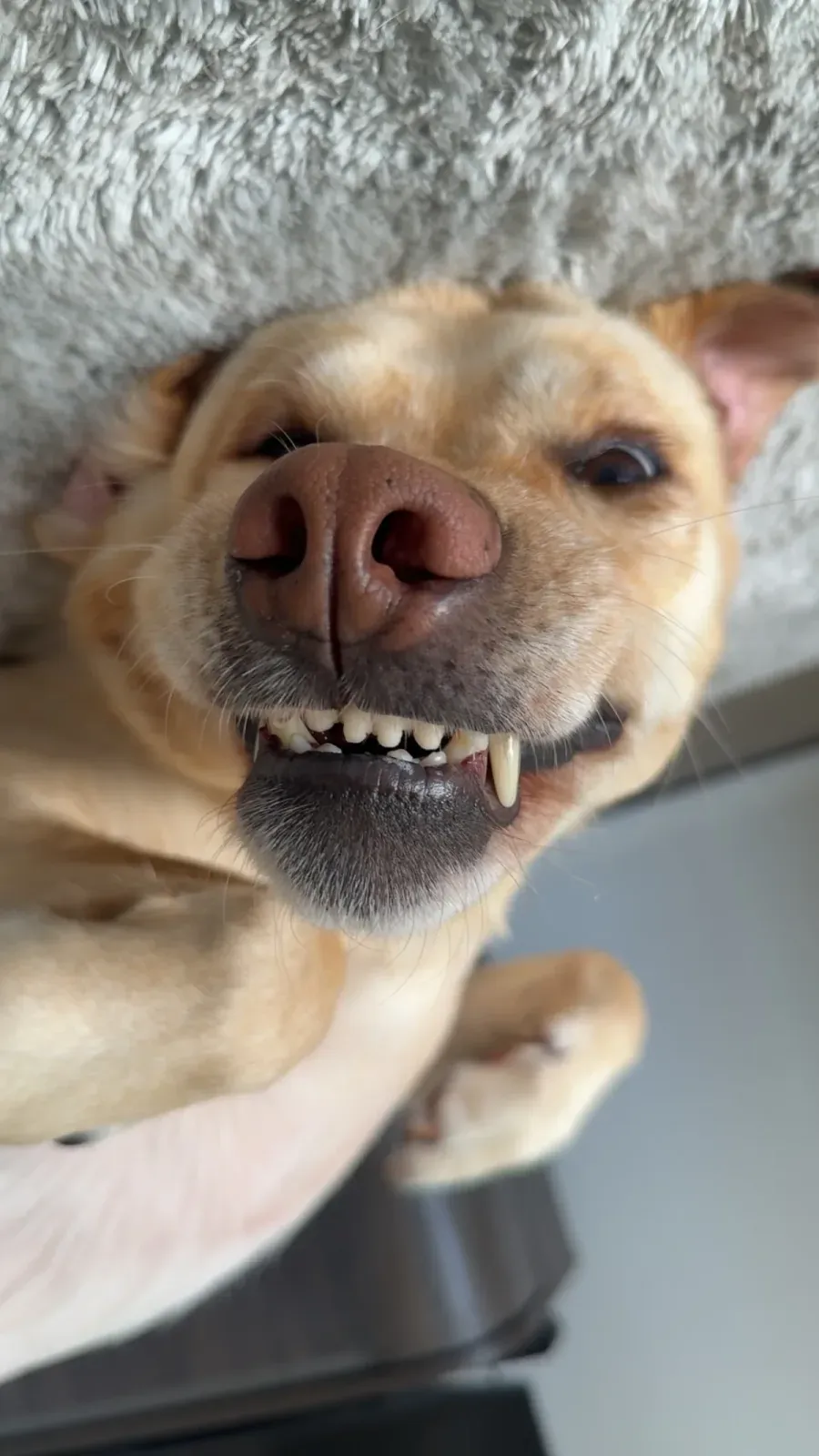 Sadie lying upside down with a wide, puppy-like smile