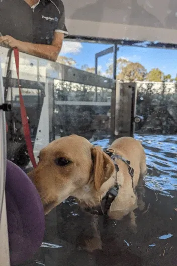 Close-up of Sadie’s face through the tank glass, water up to her chest and her harness on