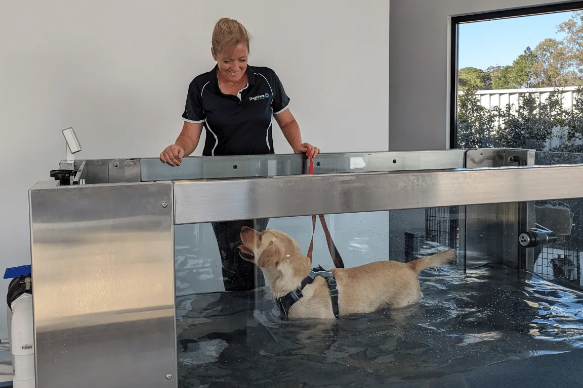 Sadie walking on the underwater treadmill at Dogworx Hydrotherapy while Sandy, Jack’s mum, smiles down at her